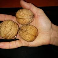 Саженец Греческий орех Прикарпатский в контейнере